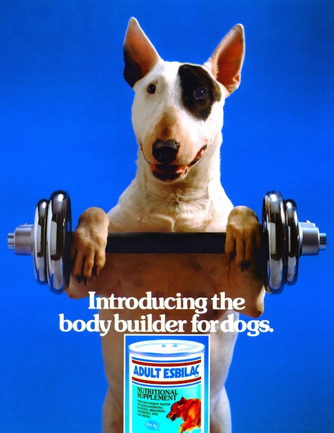 bodybuilder